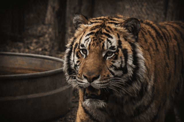 Tiger Enclosure Portrait - Image 1