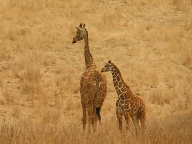 Wildlife Safari - Image 1
