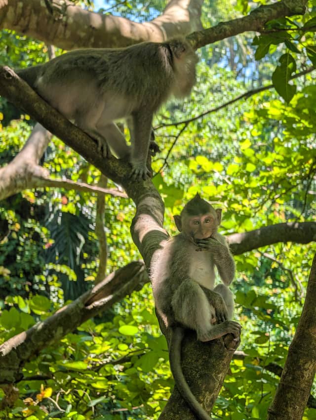Sacred Monkey Forest Sanctuary - Image 1