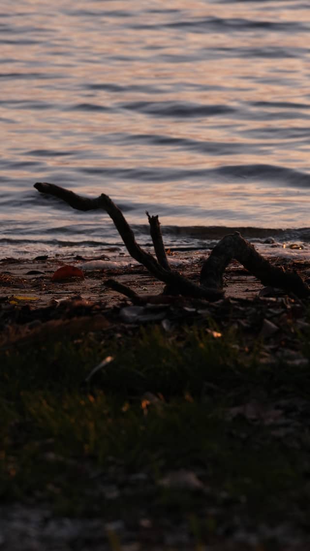 Boca Ciega Bay Shoreline - Image 1