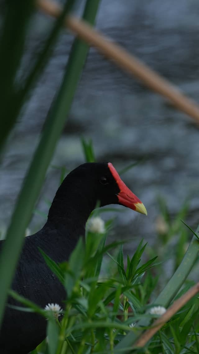 Clam Bayou Nature Park - Image 1