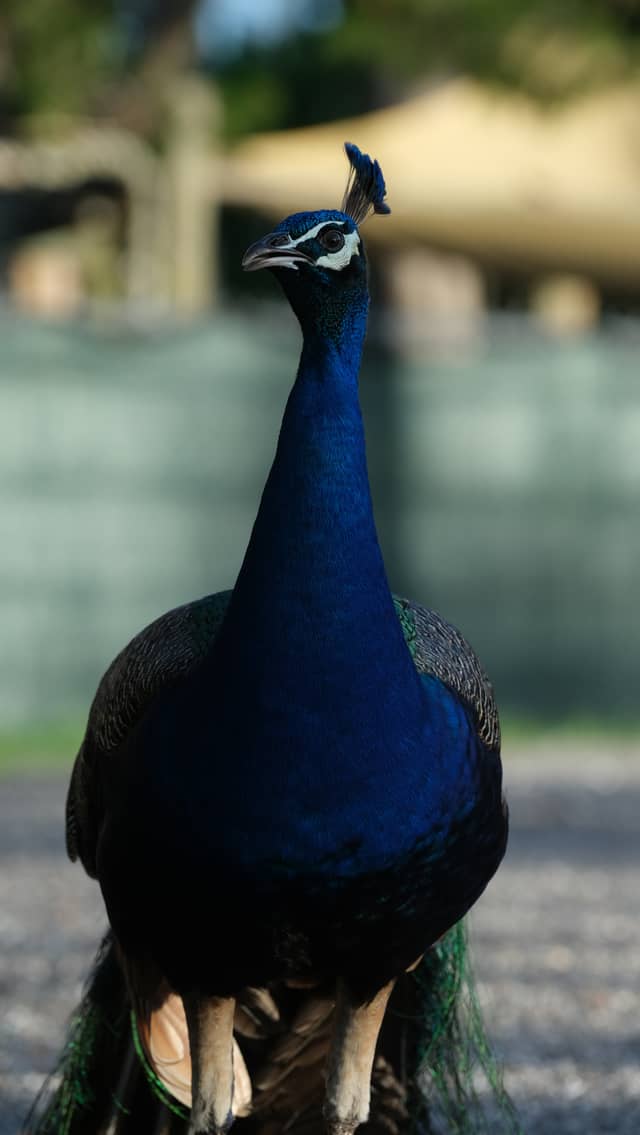 Jungle Prada Peacocks - Image 1