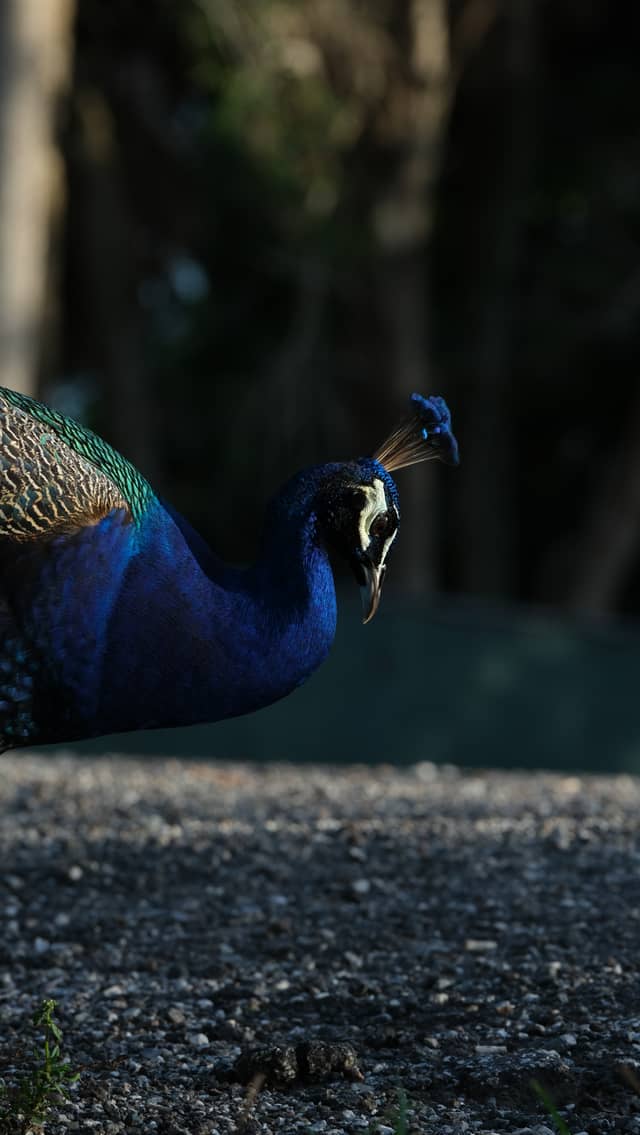 Abercrombie Park Peacocks - Image 1