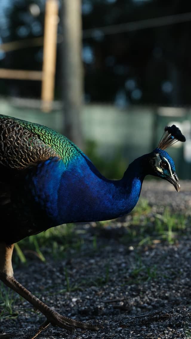 Abercrombie Park Peacocks - Image 1