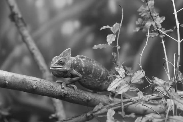 Fort Worth Zoo - Image 1
