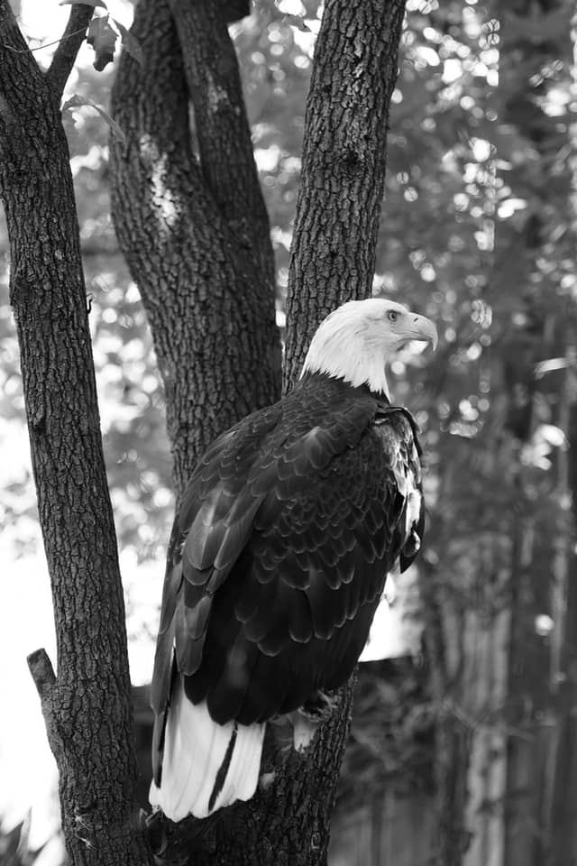 Bald Eagle Exhibit at Fort Worth Zoo - Image 1