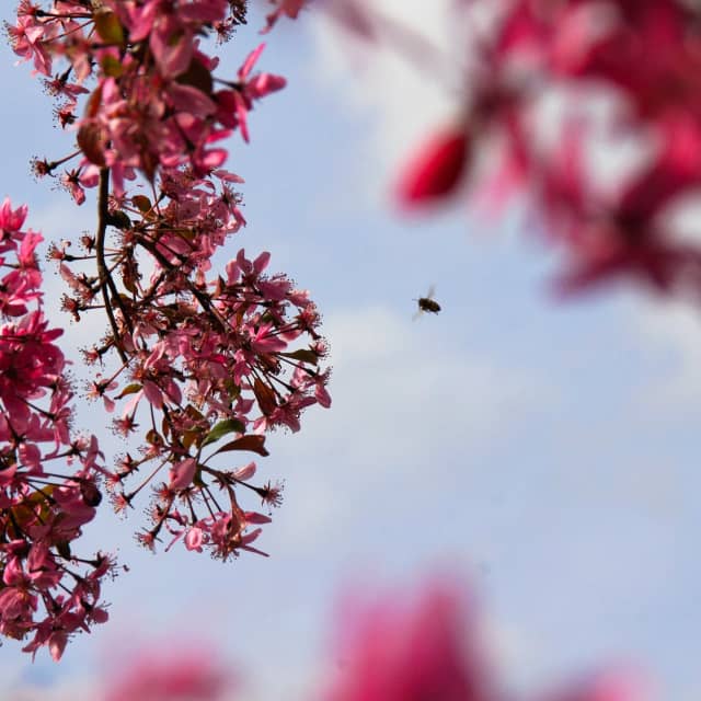 Spring Blossoms at Le Clos Du Parc - Image 1