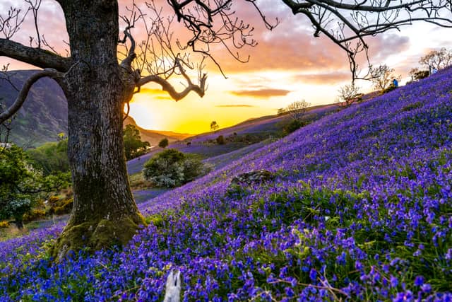 Rannerdale Knotts Bluebells - Image 1