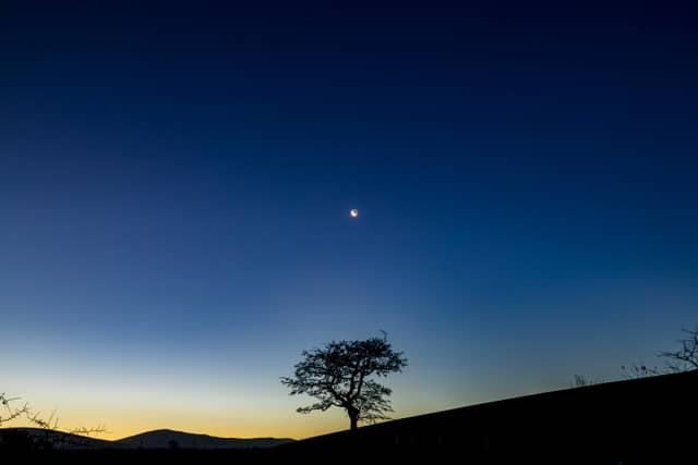 Lone Tree at Latrigg - Image 1