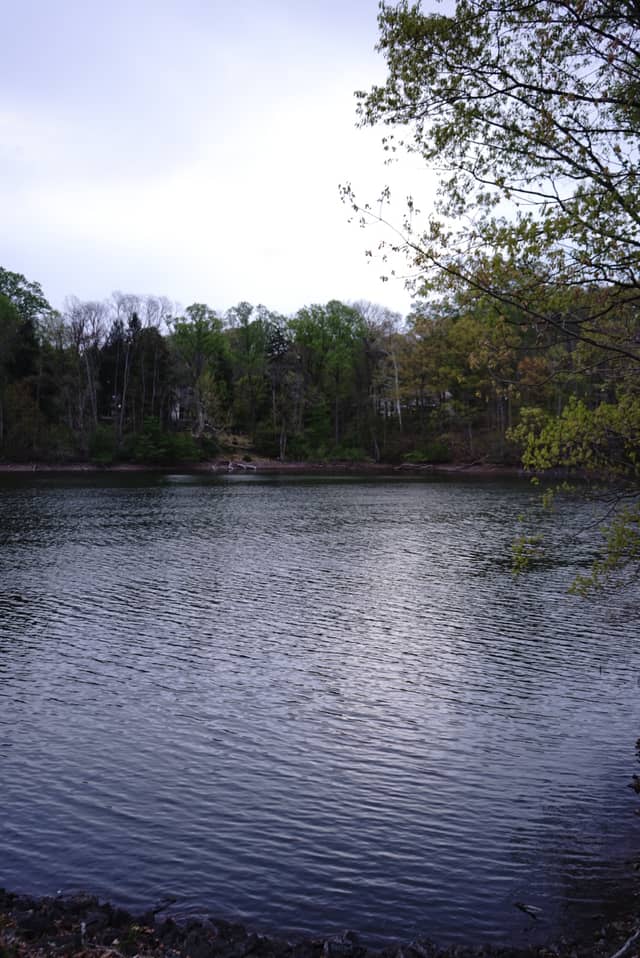 Springton Reservoir - Image 1