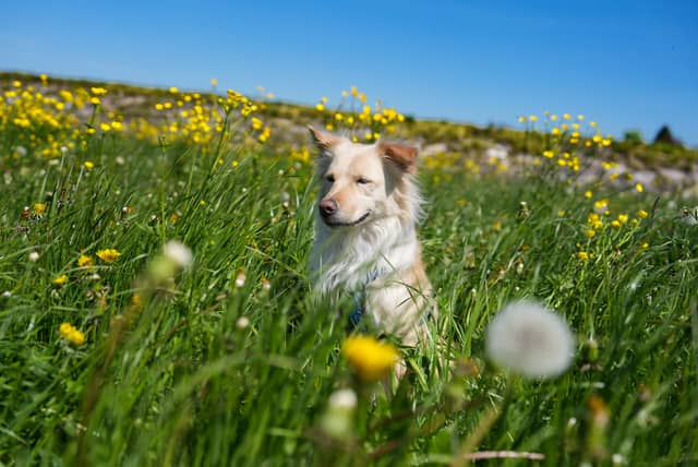 Rhine Valley Wildflower Meadows - Image 1