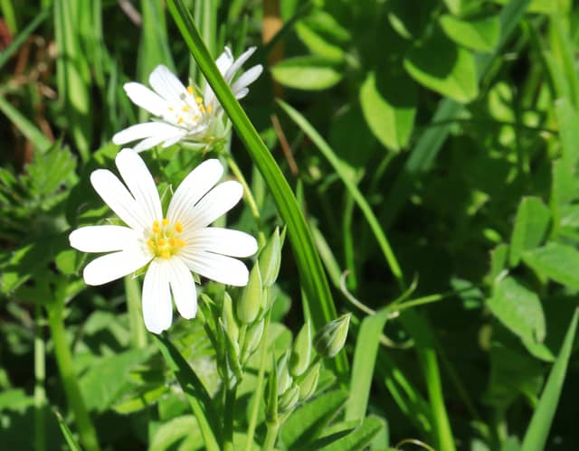 West Sussex Wildflower Meadow - Image 1