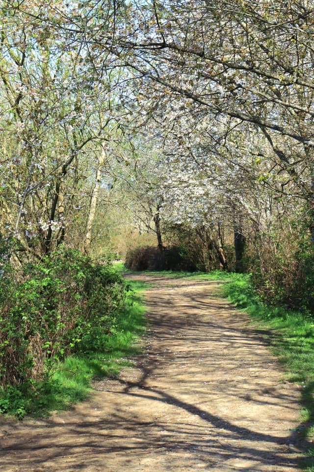 Beech Hurst Gardens Woodland Path - Image 1