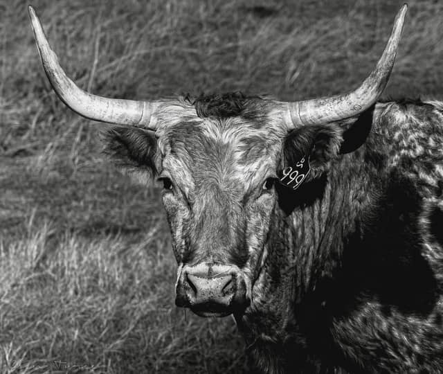 Dickinson Prairie Ranchlands - Image 1