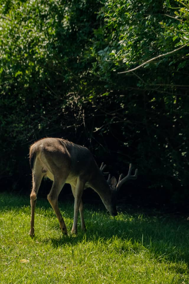 Fire Island Deer at Ocean Beach - Image 2