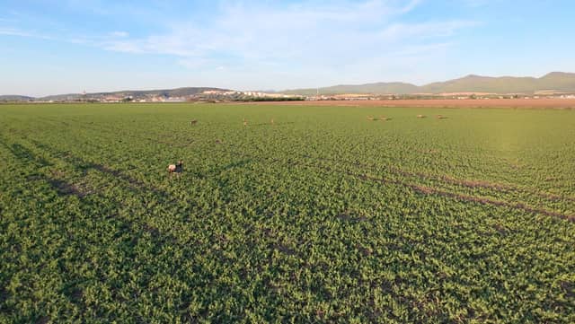 Veľké Bierovce Fields - Image 1