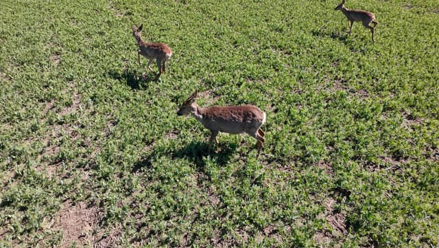 Veľké Bierovce Wildlife Fields - Image 1