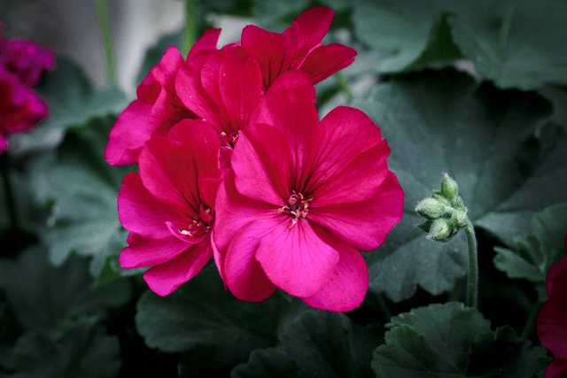 Sugar Hill Garden Blooms - Image 1