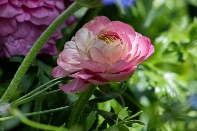 Phipps Conservatory and Botanical Gardens - Image 1