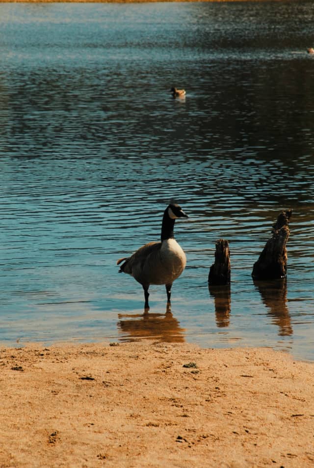 Shadow Mountain Lake Shore - Image 1