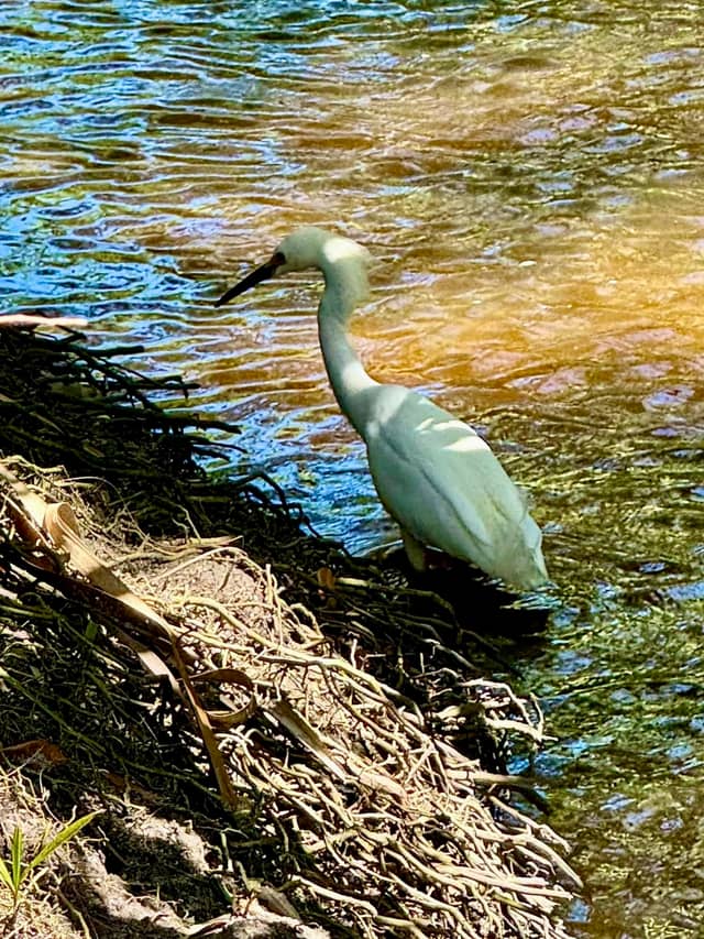 Intracoastal Waterway Wildlife Spot - Image 1