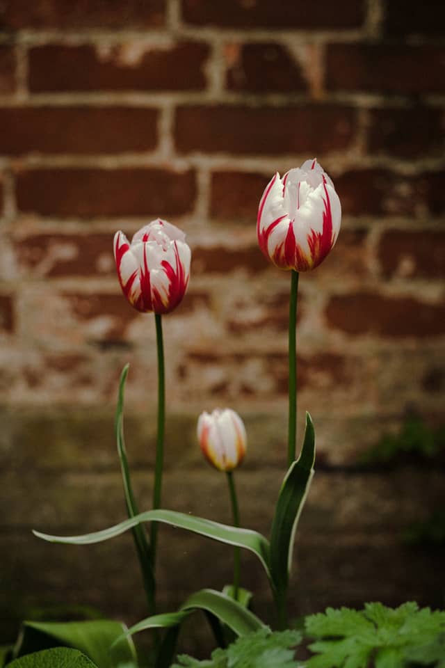 Coddenham Village Garden - Image 1