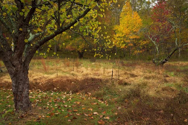 Giant City State Park - Image 1