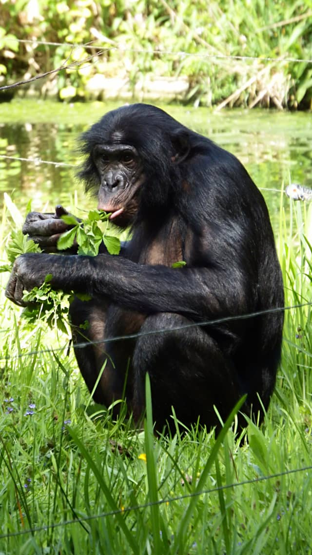 ZOO Planckendael - Image 1