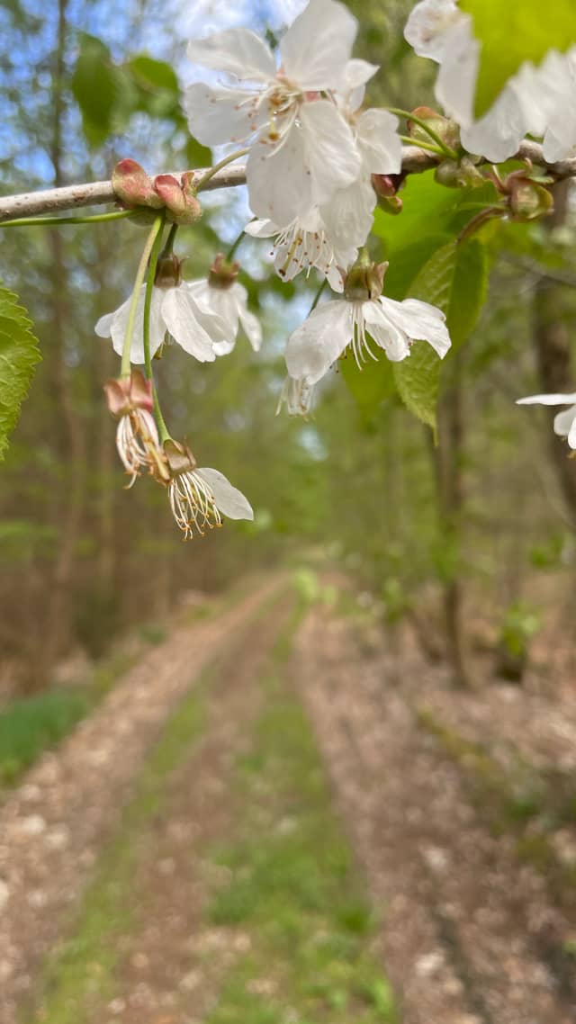 Ebstorf Woodland Trail - Image 1