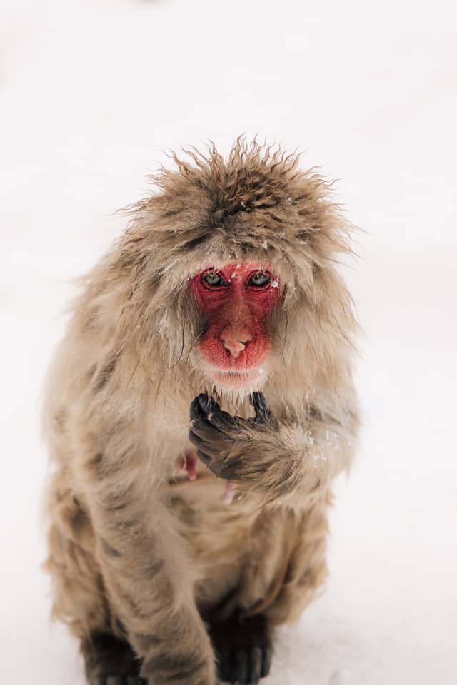 Jigokudani Monkey Park - Image 1