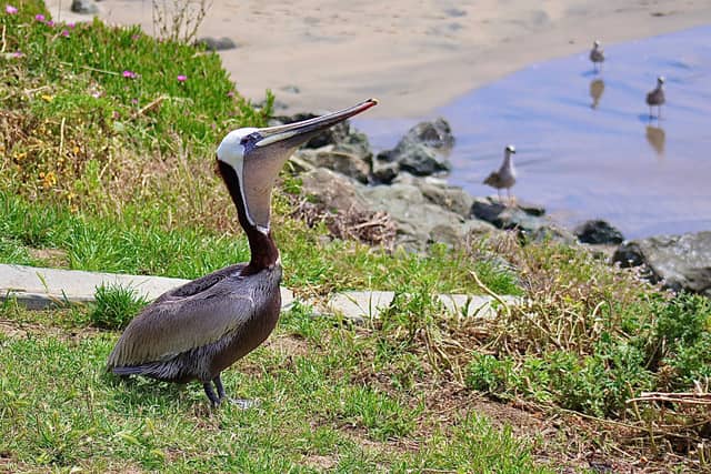 Surfers' Beach, Half Moon Bay - Image 1