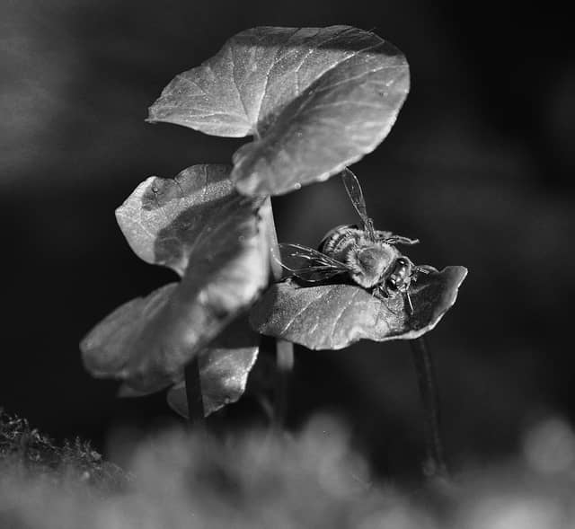 Fort Wright Garden Macro - Image 1