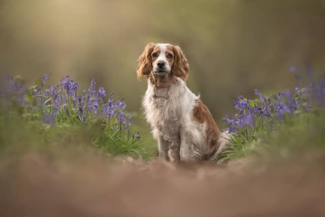 Wyre Forest Bluebells - Image 1