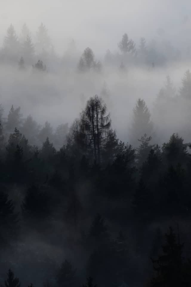 Misty Forests of Keutschach - Image 1