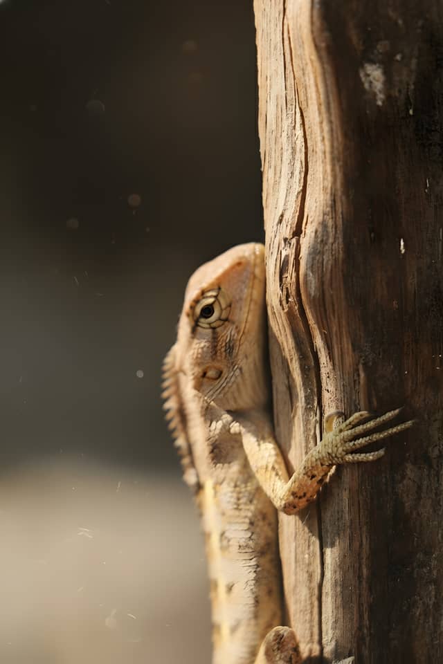 Kishan Nagar Urban Wildlife Spot - Image 1