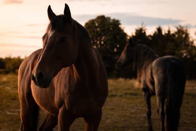Berea Horse Farm - Image 1
