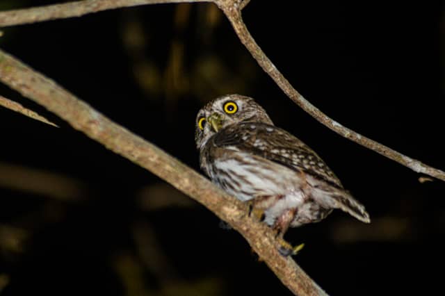 Carara National Park Forest - Image 1