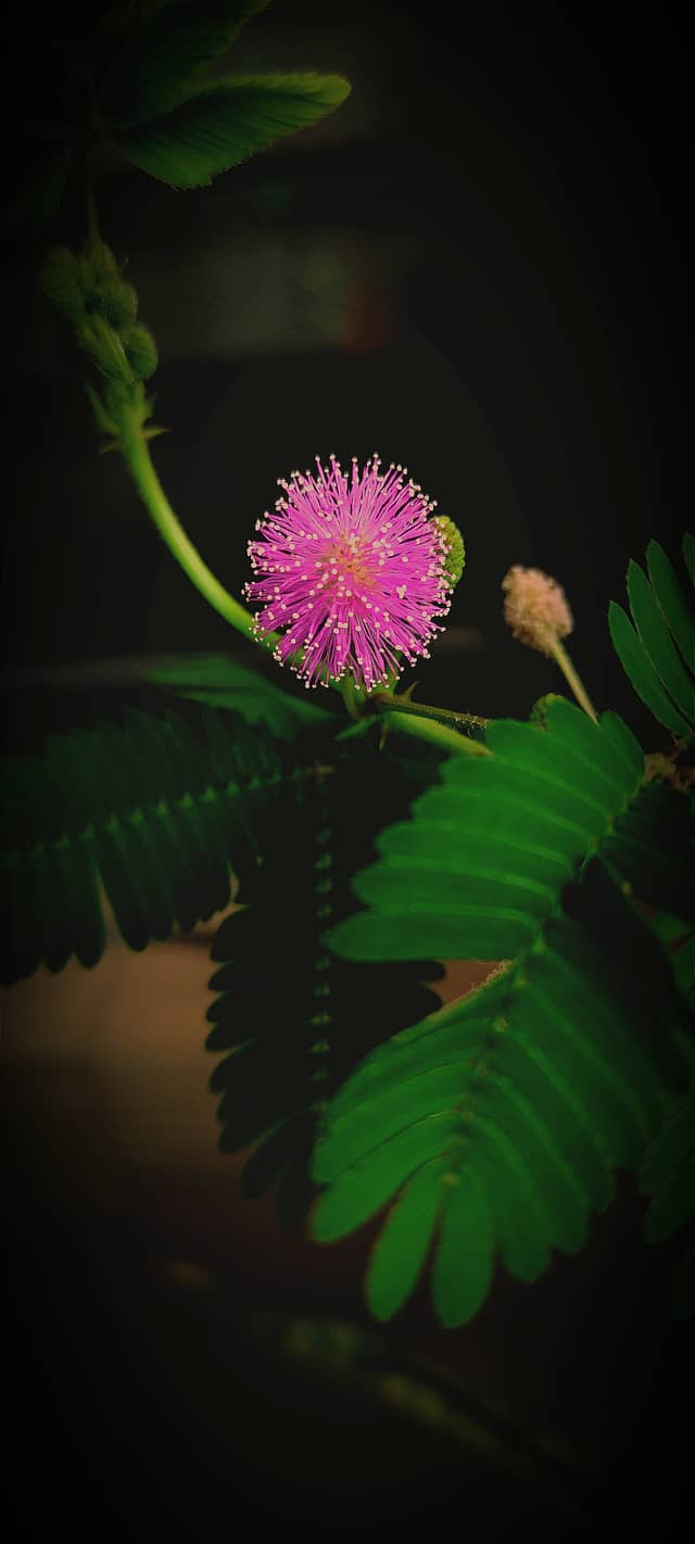 Betul Botanical Flora - Image 1