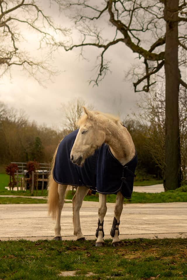 Haras National du Pin - Image 1