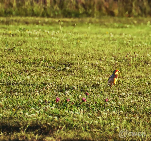 Chapelle Collard Meadows - Image 1