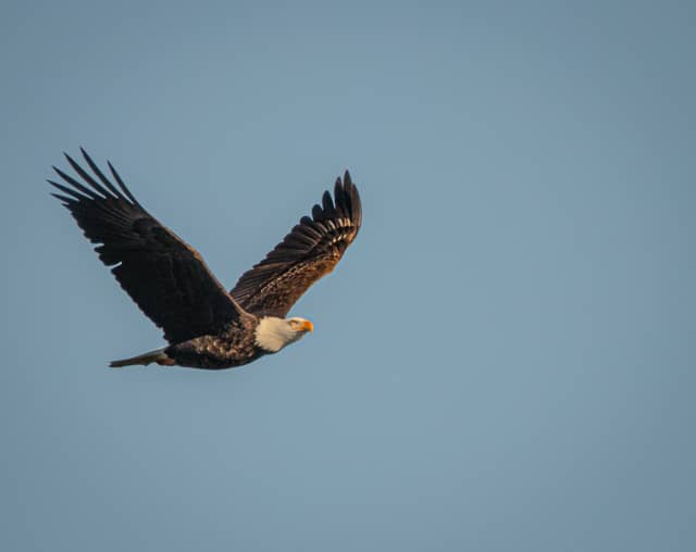 Lake Windermere Wildlife Overlook - Image 1