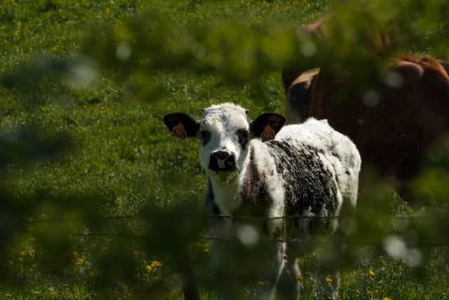 Moivrons Pastoral Farmland - Image 1