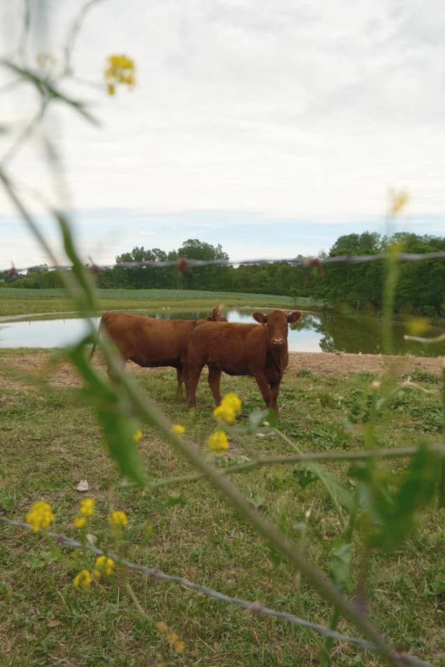 Cable Pastoral Farmland - Image 1