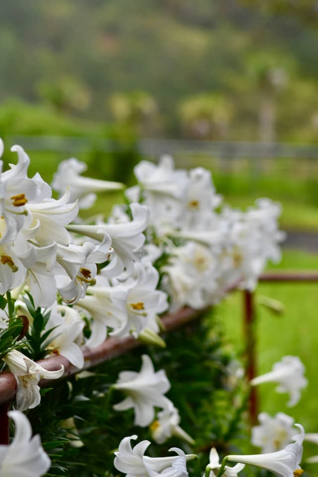 21st Century Forest Park Lilies - Image 1