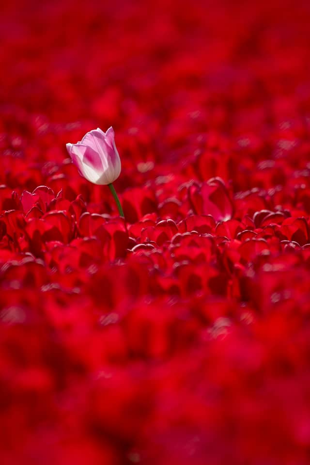 Biddinghuizen Tulip Fields - Image 1