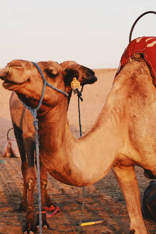 Palmeraie Camel Trek, Marrakech - Image 1