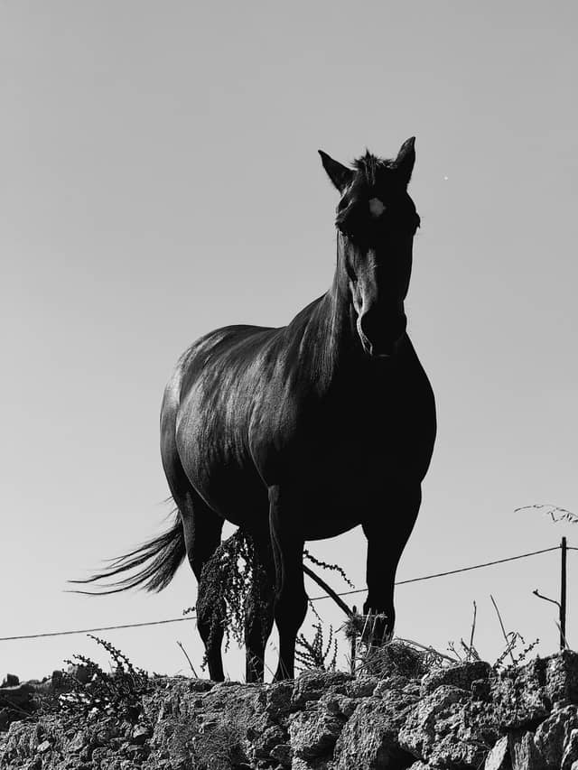 Mykonos Countryside Horse - Image 1