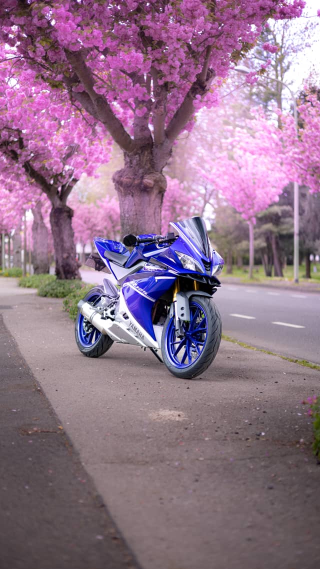 Cherry Blossom Avenue, Düren - Image 1