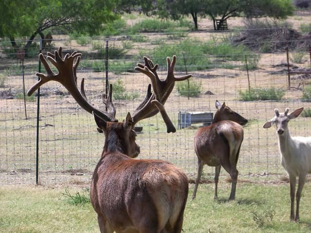 South Texas Game Ranch - Image 1