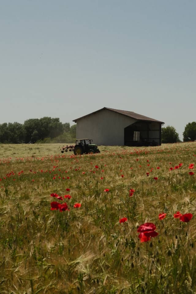 Meinisberg Poppy Fields - Image 1